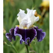 Just the Ticket Tall Bearded Iris - 1 Rhizome