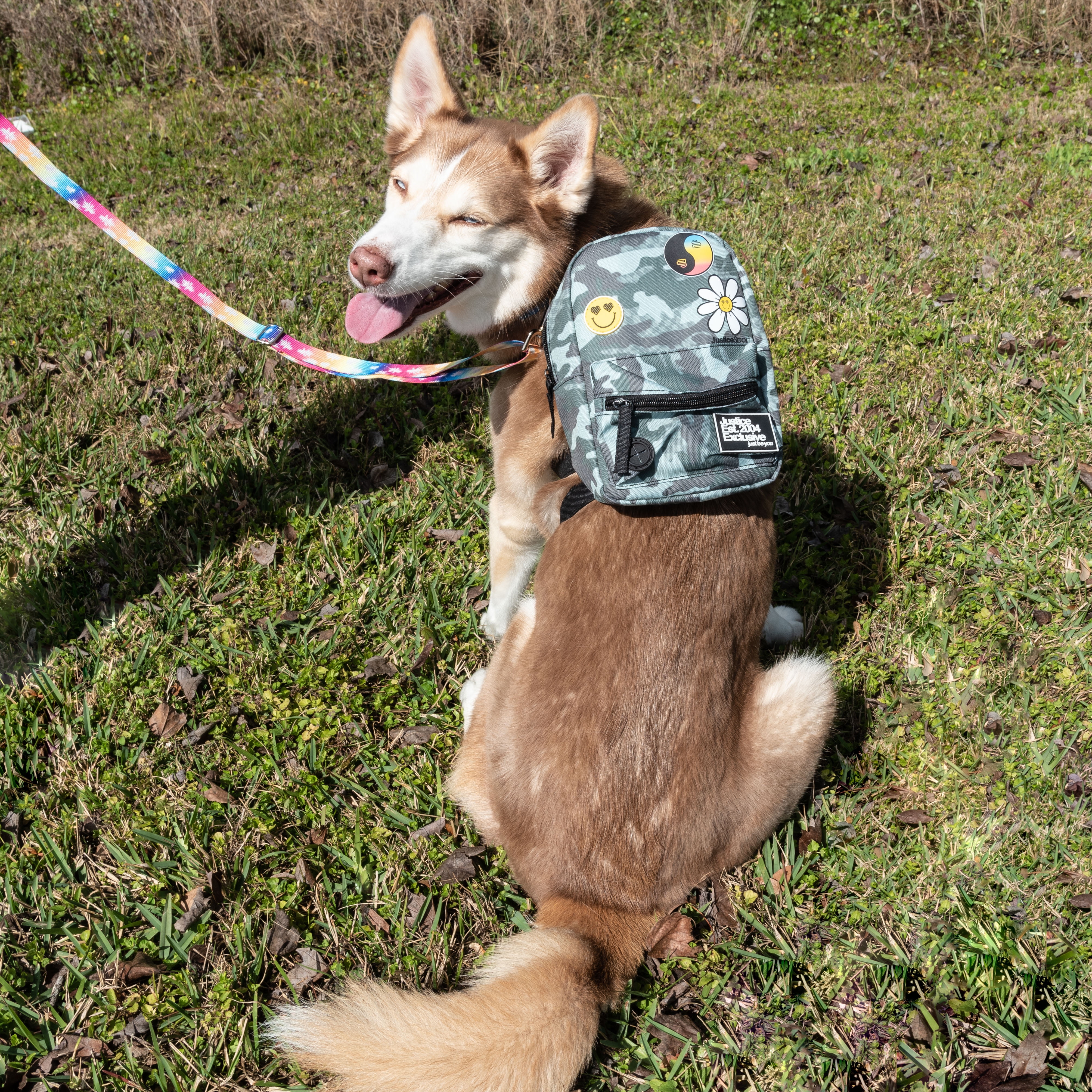 444.dogs専用の通販 | RIGHTCLIXS