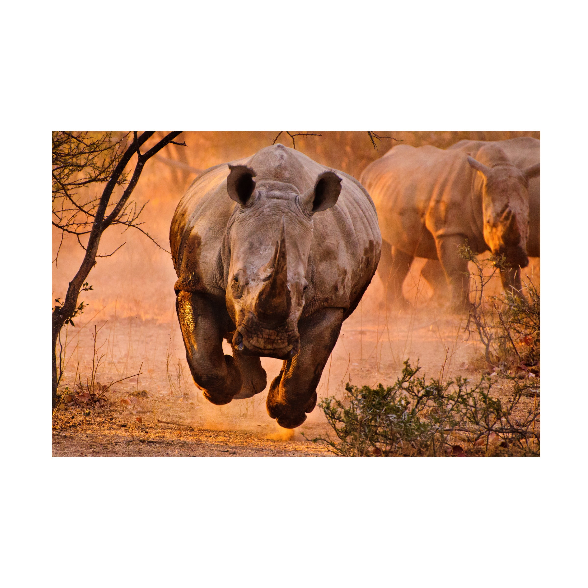 Trademark Fine Art Justus Vermaak Rhino Learning To Fly Canvas Wall Art - 30x47