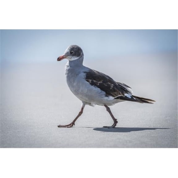 A Juvenile Dolphin Gull Walks On A Sandy Beach in The Sunshine with The Sea in The Background It Has A Grey & White B Poster Print by Nick Dale - 18 x 12