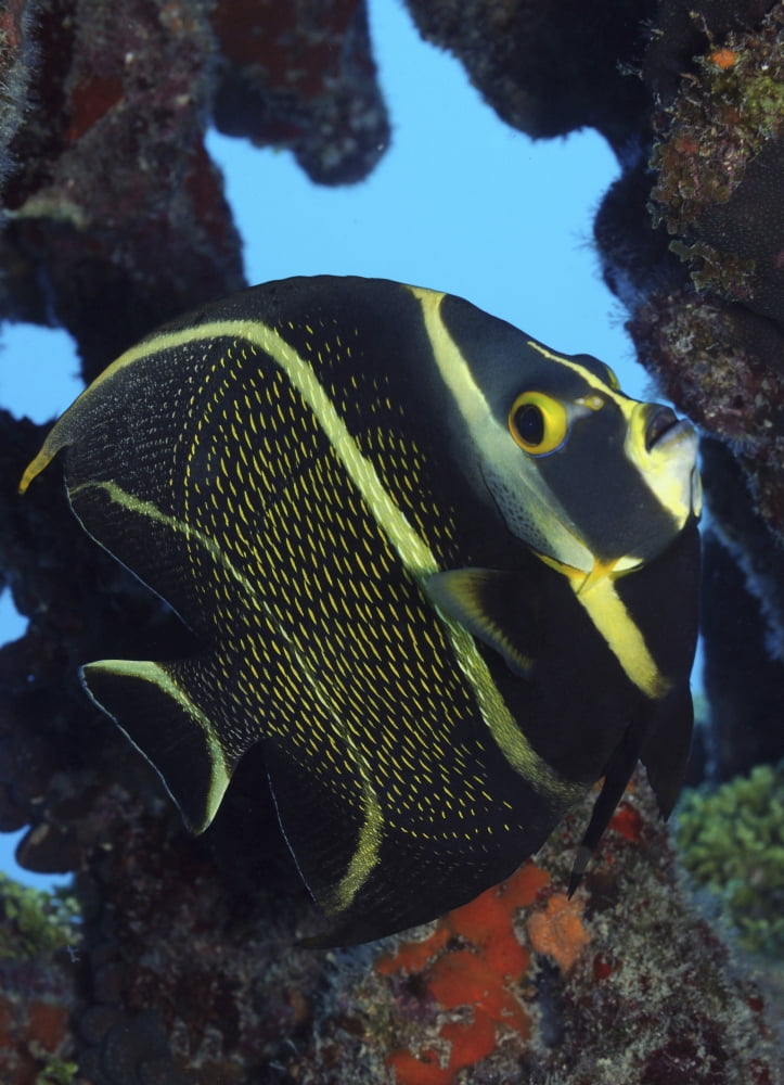 Juvenile French Angelfish in the Caribbean Canvas Art - Karen DoodyStocktrek Images (12 x 17)