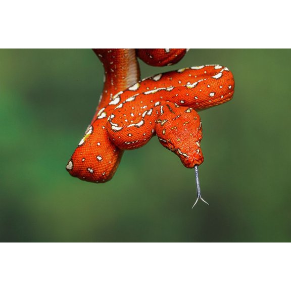 Juvenile Green tree python Poster Print - Adam Jones (24 x 18)