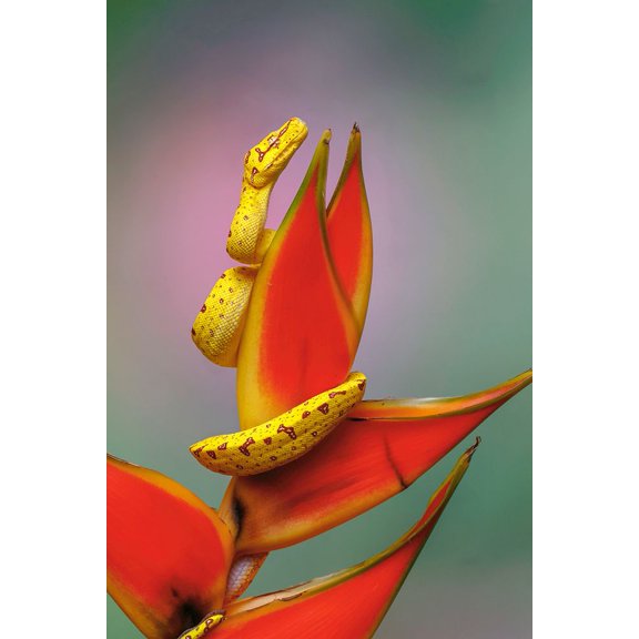 Juvenile Green tree python Poster Print - Adam Jones (24 x 36)