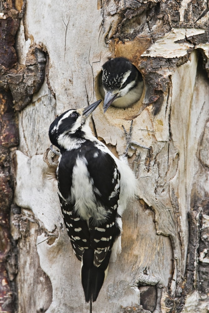 Juvenile Hairy Woodpecker Is Fed By The Adult Through The Entrance Hole To The Nest In Southcentral Alaska Spring Canvas Art - Ray Bulson Design Pics (12 x 19)
