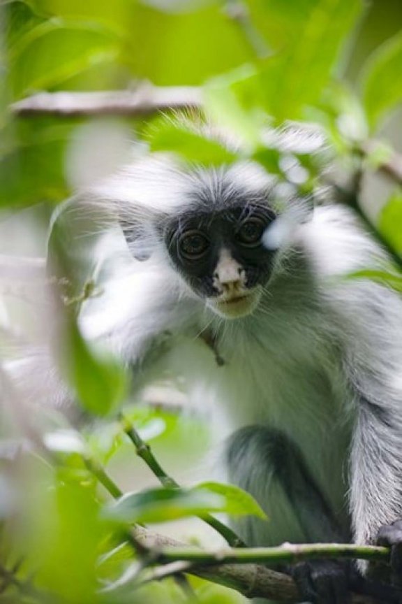 Juvenile Kirks Red Colobus Monkey Jozani Forest Chwaka Bay National Park Zanzibar Tanzania Canvas Art - Paul Souders DanitaDelimont (23 x 35)