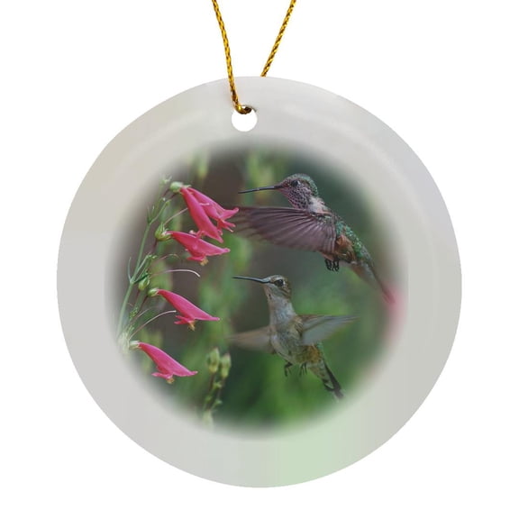3drose, Juvenile Ruby-throated Hummingbirds, Archilochus Colubris, Texas, Circle Porcelain Ornament