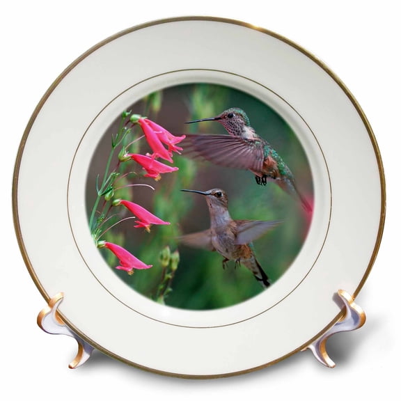 3dRose, Juvenile Ruby-throated Hummingbirds, Archilochus colubris, Texas, 8 inch Porcelain Plate