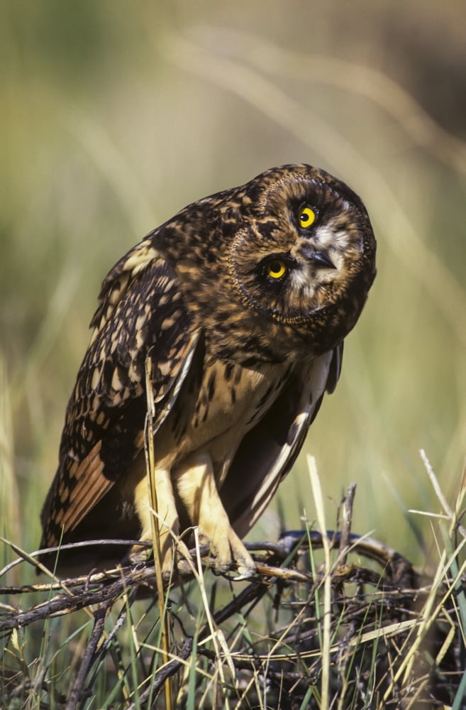 A Juvenile Short-Eared Owl (Asio Flammeus) Surveys The Scene Idaho Falls Idaho United States Of America Canvas Art - Robert L Potts Design Pics (12 x 19)