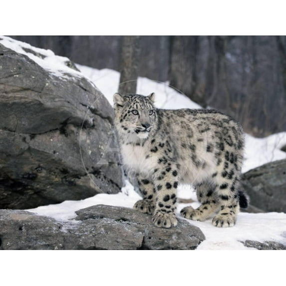 Juvenile Snow Leopard, Animals Unframed Photographic Print Wall Art by Lynn M^ Stone Sold by ArtCom