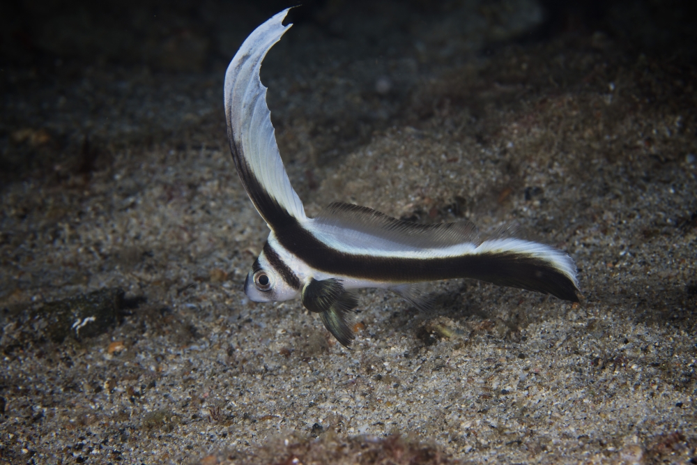 Juvenile Spotted Drum hovers over the sandy ocean bottom Canvas Art - Terry MooreStocktrek Images (18 x 12)