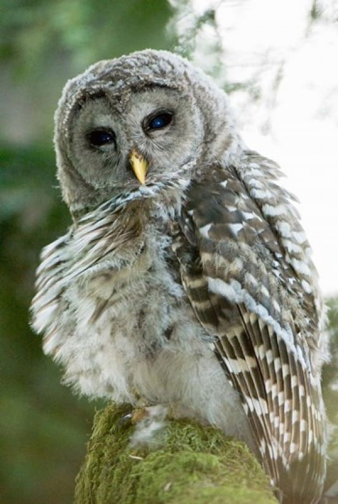 Juvenile barred owl Stanley Park British Columbia Canvas Art - Paul Colangelo DanitaDelimont (18 x 26)