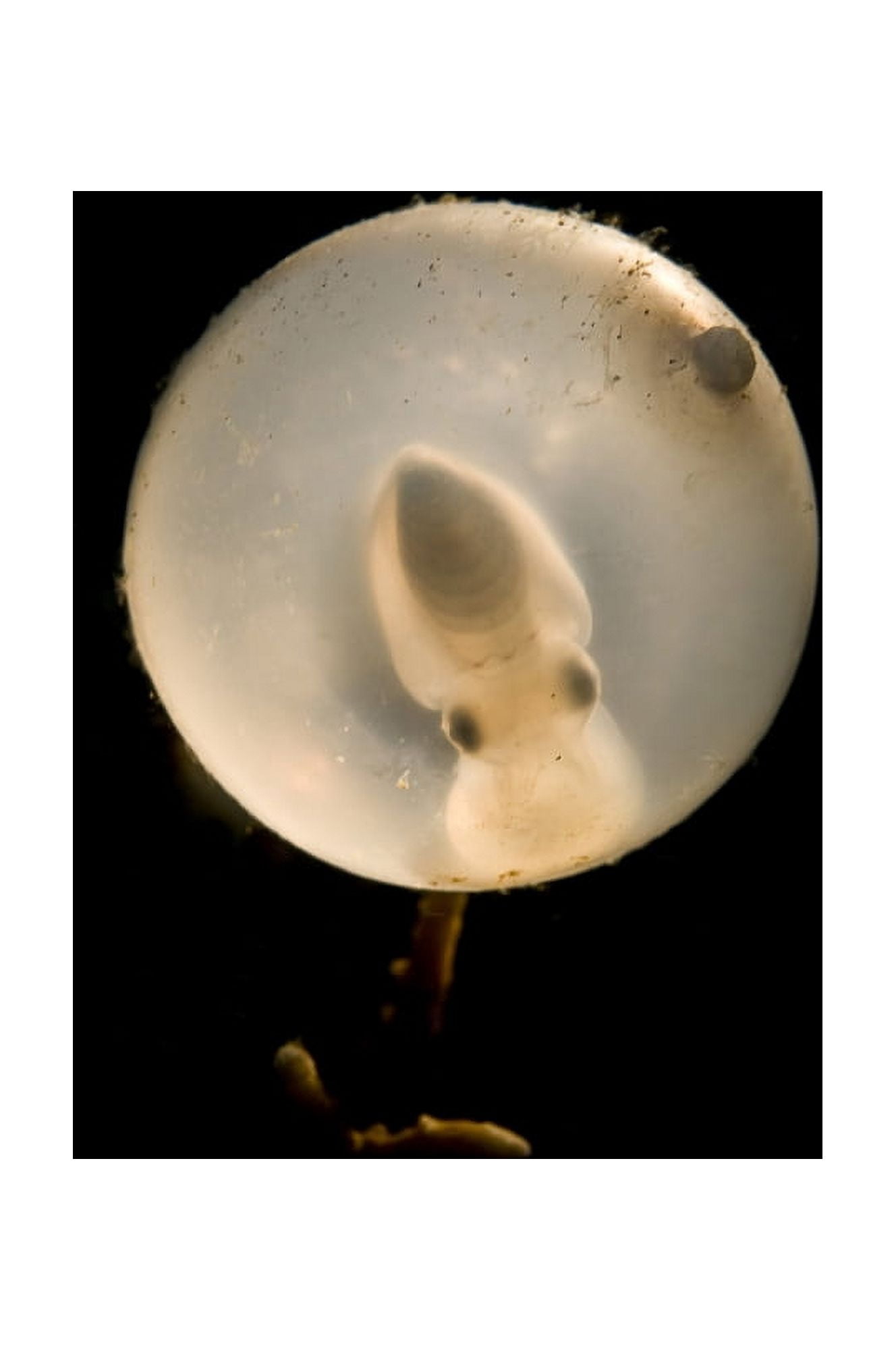 Juvenile cuttlefish in egg North Sulawesi Indonesia Canvas Art - Mathieu MeurStocktrek Images (12 x 18)