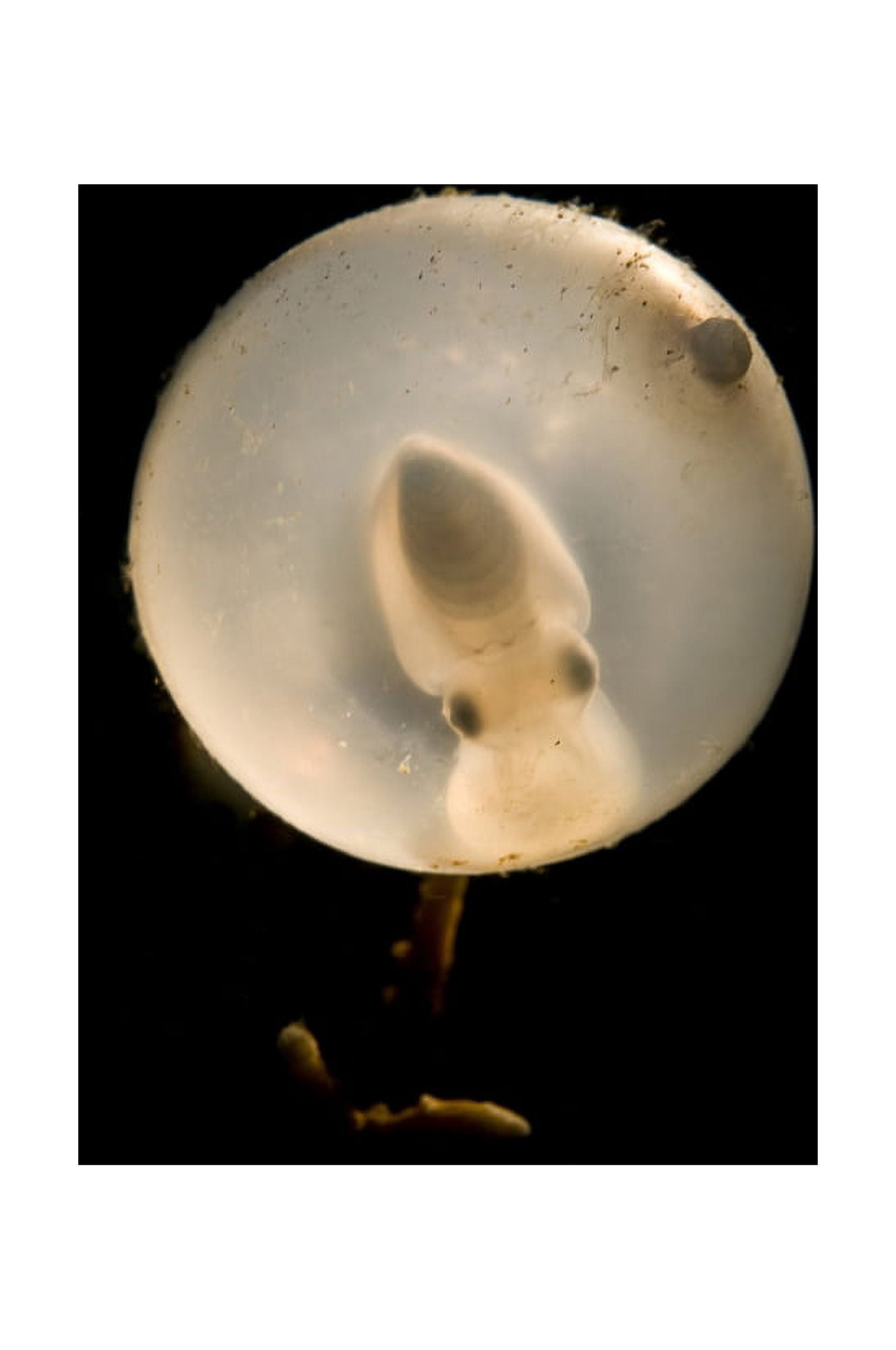 Juvenile cuttlefish in egg North Sulawesi Indonesia Canvas Art - Mathieu MeurStocktrek Images (23 x 35)