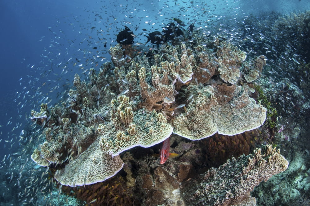 Juvenile fish swarm around a coral colony in Raja Ampat Indonesia Canvas Art - Ethan DanielsStocktrek Images (17 x 12)