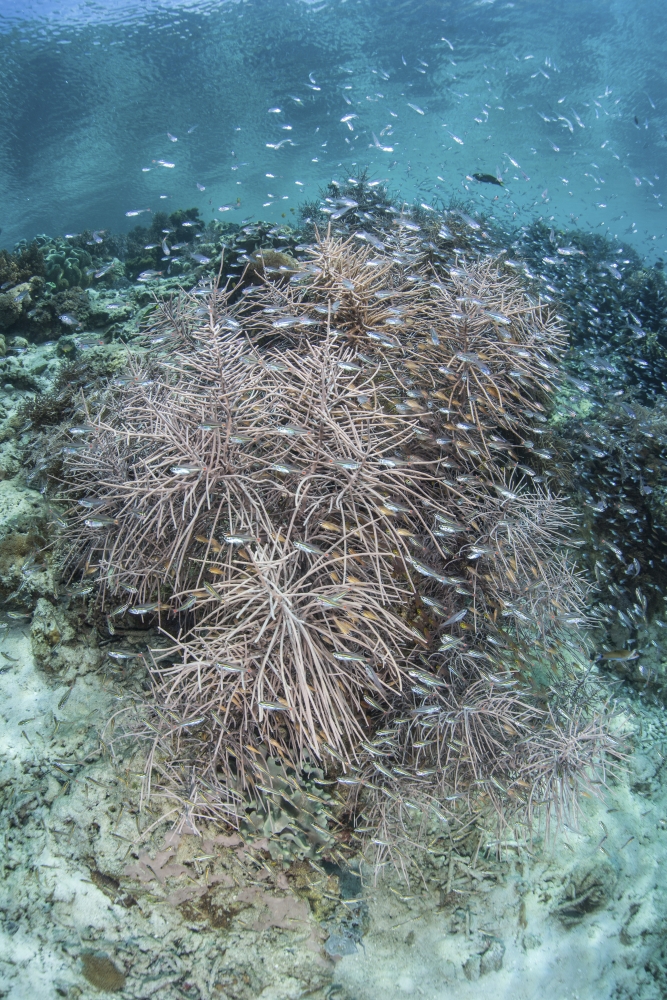 Juvenile fish swarm around a coral colony in Raja Ampat Indonesia Canvas Art - Ethan DanielsStocktrek Images (23 x 34)