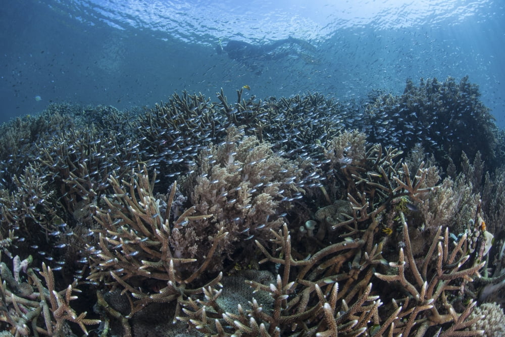 Juvenile fish swim above a slope of corals in Raja Ampat Indonesia Canvas Art - Ethan DanielsStocktrek Images (34 x 23)