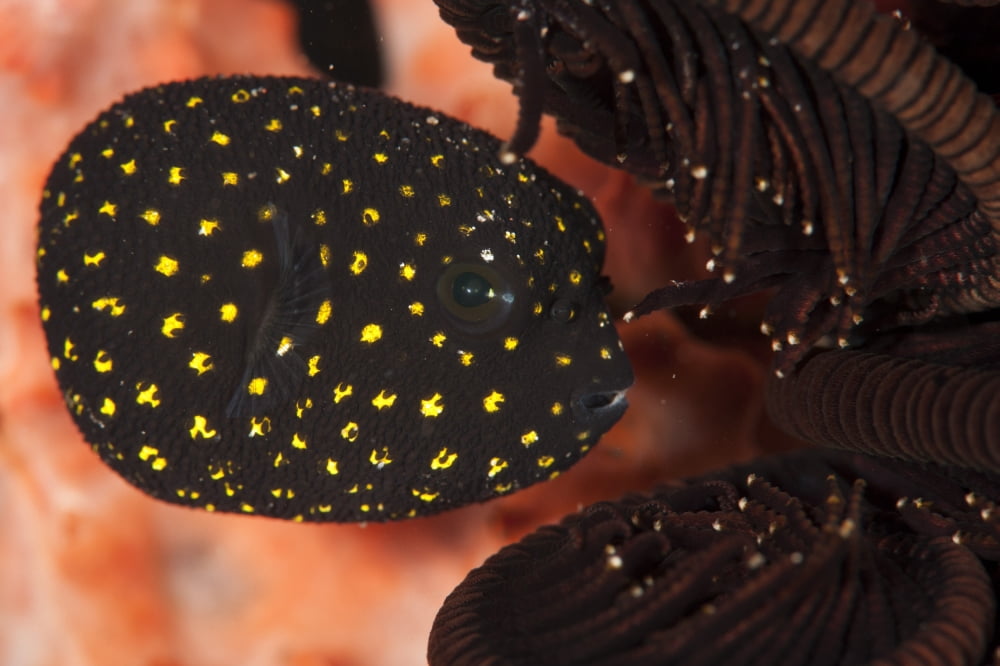 Juvenile guineafowl spotted pufferfish sheltering amongst a crinoid Bali Canvas Art - Steve JonesStocktrek Images (18 x 12)