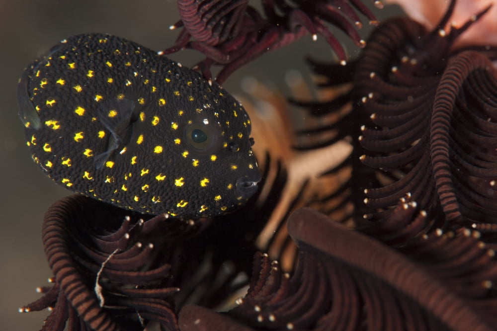 Juvenile guineafowl spotted pufferfish sheltering amongst a crinoid Bali Canvas Art - Steve JonesStocktrek Images (18 x 12)