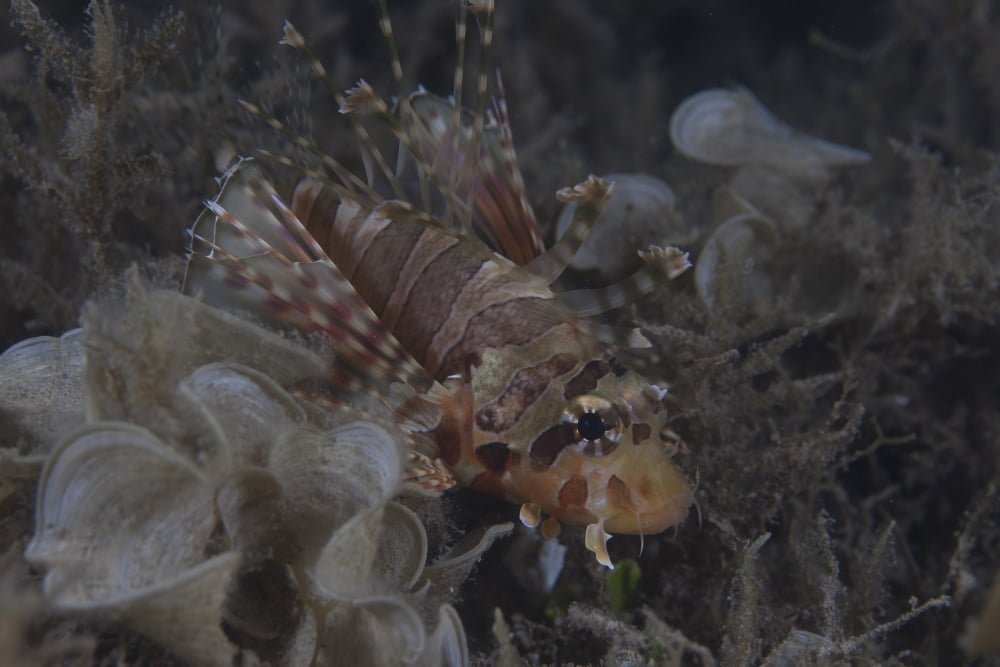 Juvenille lionfish hides in an inshore Fijian weed bed Canvas Art - Terry MooreStocktrek Images (35 x 23)
