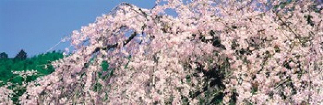 Jyoshokou-ji Kyoto Japan Canvas Art - Panoramic Images (18 x 6)