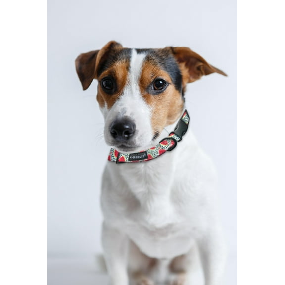 K-9 Beltz Classic Style Dog Collar with Buckle (Medium) 33-48 cm / 13-19"