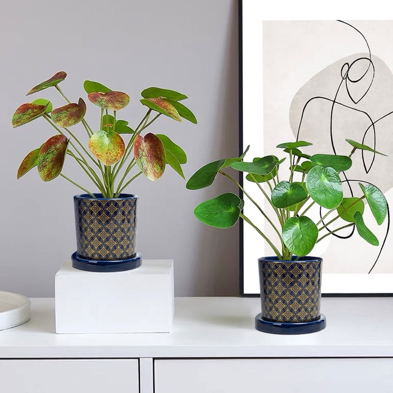 curry plantes Curry Plants For Sale | Helichrysum Angustifolium main image 0