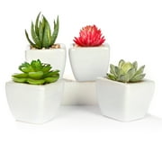 K-Cliffs Mini Artificial Plants in White Ceramic Pots, Set of 4. 11.0 L x 3.0 W x 4.3 H inches ; Each pot 2 L x 2 W x 2 H inches