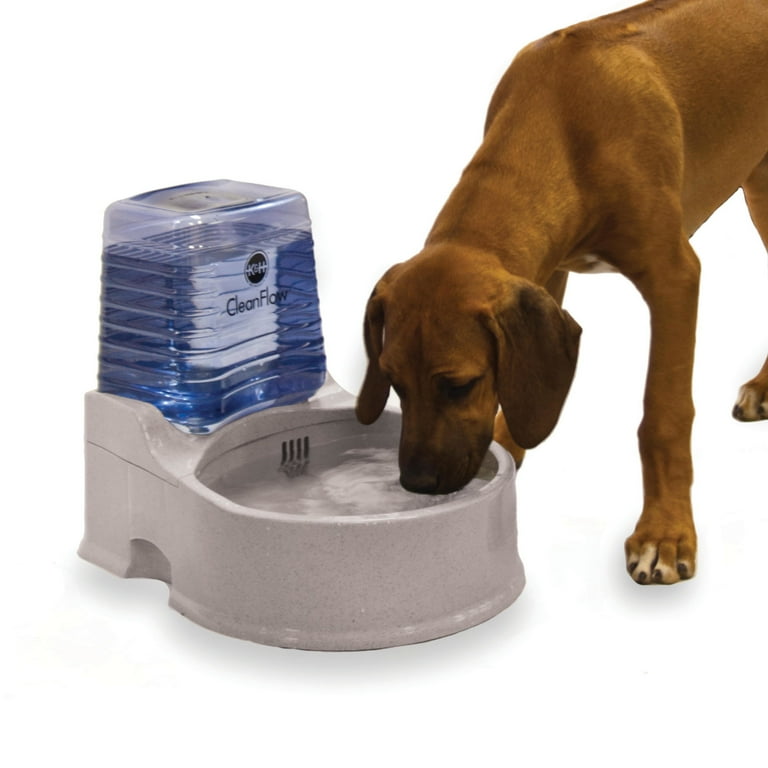 Clean dog water shop bowl