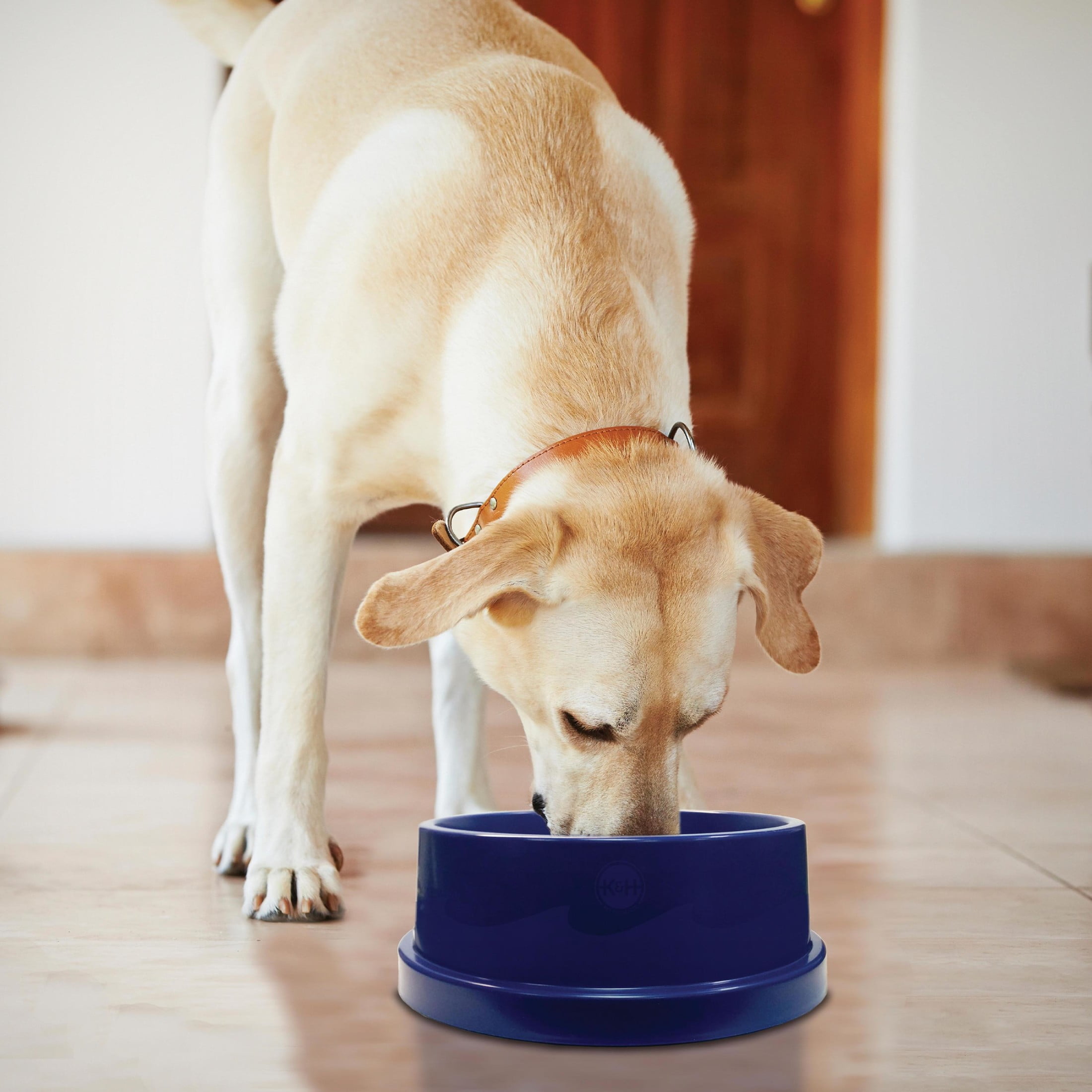 Large Blue Freezable Cooling Pet Water Bowl