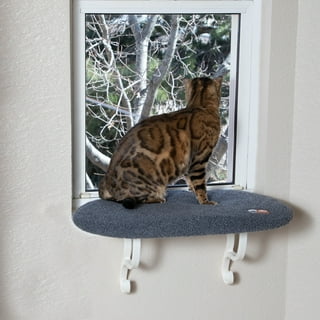 Kitty Sill