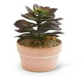 thumbnail image 1 of K&K Interiors 12352B 5 in. Potted Purple Succulent, 1 of 1