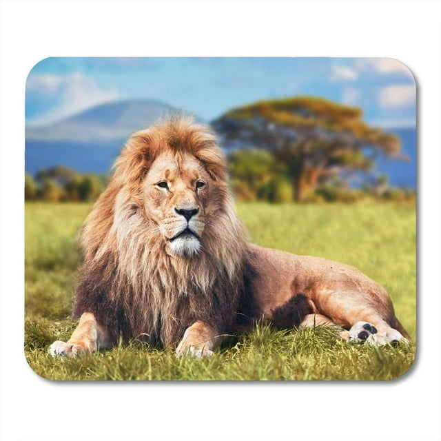 KDAGR Big Lion Lying on Savannah Grass Landscape Characteristic Trees Plain and Hills in The Mousepad Mouse Pad Mouse Mat 9x10 inch