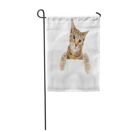 KDAGR Kitten Bengal Cat Looking Over Sign Behind Blank Garden Flag Decorative Flag House Banner 12x18 inch
