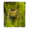 thumbnail image 1 of KDAGR Throw Blanket Warm Cozy Print Flannel Wandering Spider is Photographed Black Widow Extreme Magnification Jumping Comfortable Soft for Bed Sofa and Couch 58x80 Inches, 1 of 1
