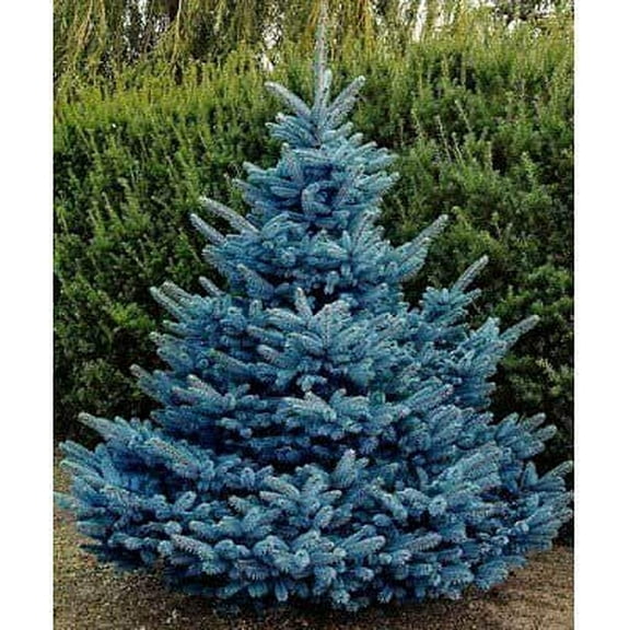 KETERE Blue Spruce Seeds for Planting | 100 Pcs Seeds | Colorado Blue Spruce, Picea pungens glauca | Attractive Trees fro Privacy or Landscaping