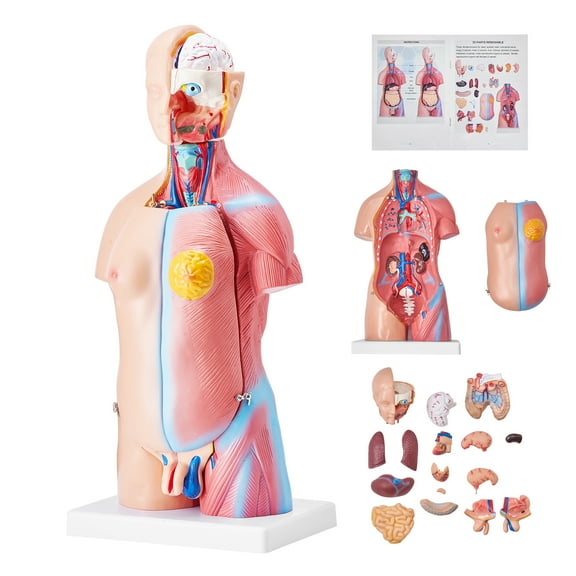 KFFKFF Anatomical Representation of Human Body, 18 inch, 23 Component Unisex Human Torso Skeleton Model with Detachable Organs, Instructional Aid for Student's Scientific Knowledge Enhancement