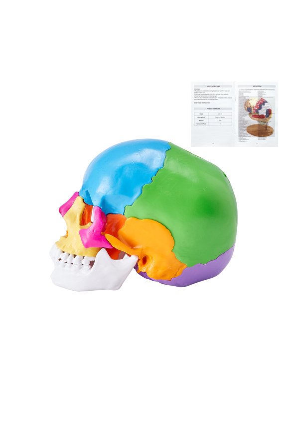Anatomical Skull Replica, 22 Component Life-Sized Painted Skull Structure, PVC Constructed Educational Skull, Separable Study Skull Model, Ideal for Academic Instruction