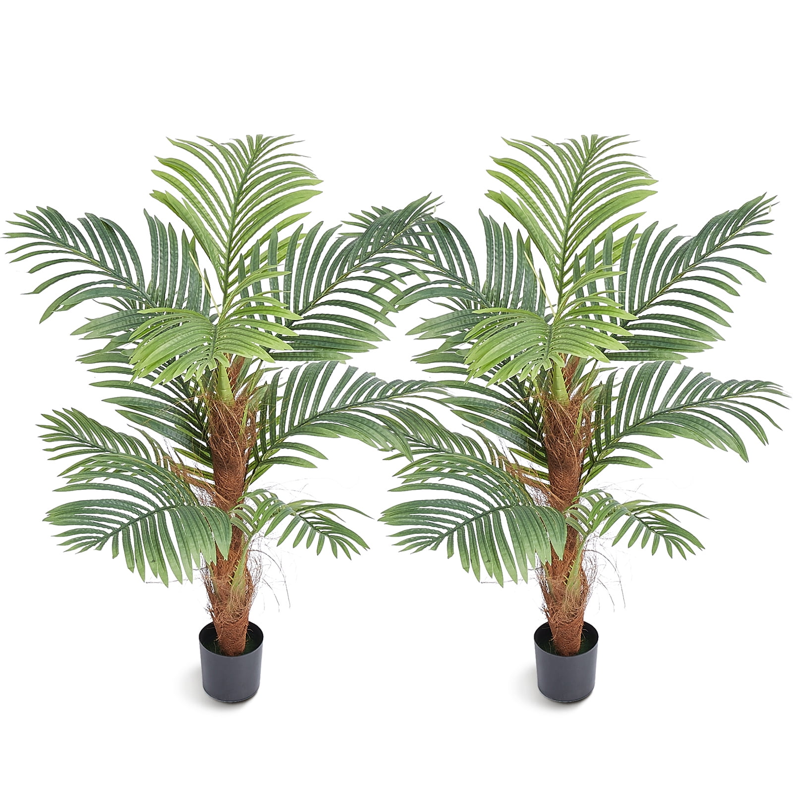 Indoor Palm Trees
