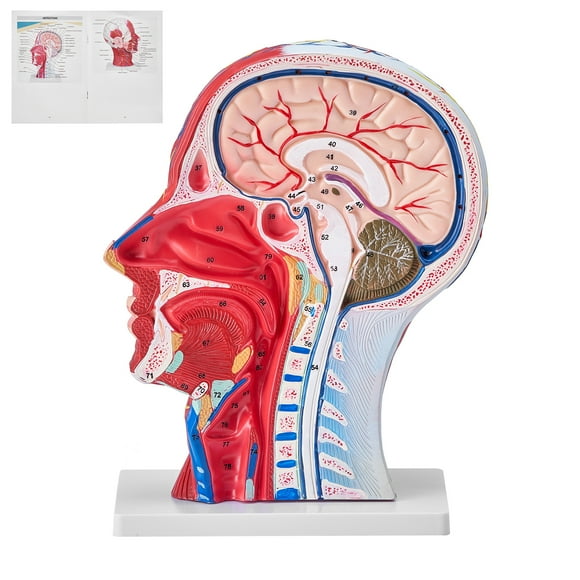 KFFKFF Half Human Head Model Showcasing Neurovascular and Muscular Structures, True to Life Scale, Ideal for Professional Educational Purposes, Children's Learning and Educational Exhibits