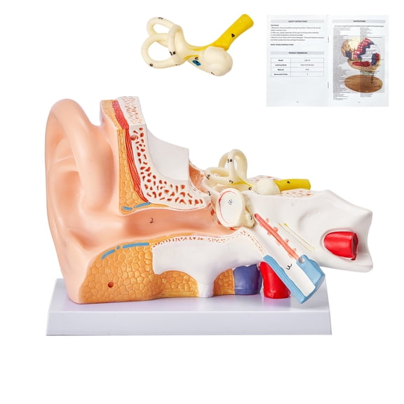 KFFKFF Human Ear Structure Replica, Triple Section 5x Magnified Human Ear Display Showcasing External, Central, Internal Ear with Stand, Expert Grade PVC Ear Representation for Educational Anatomy