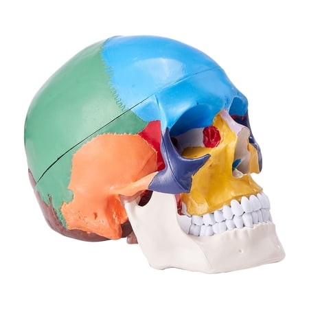 KFFKFF Lifelike Skull Replica, 3-Component Human Cranium Structure, Full-Scale Colored Anatomical Cranium Model, PVC Constructed Skull, Separable Educational Skull Model, Ideal for Academic
