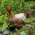 thumbnail image 1 of KIHOUT 2023 Chicken Saddle For Hens Chicken Apron With Elastic Strap Chicken Jacket Strap Poultry Protector Hen Feather Fixer Stylish Show Costume Adjust Tightness, 1 of 4