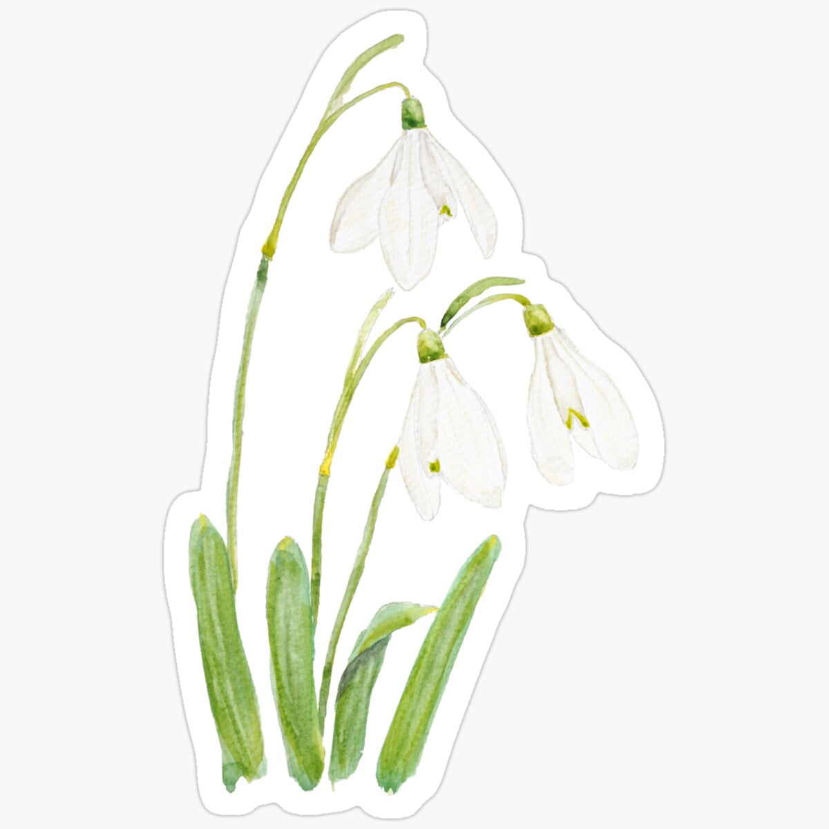Angelic Snowdrop Flowers Waterproof Vinyl Sticker - 5 Inch Decal For Car, Laptop, Wall, Window