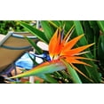KIRA SEEDS Bird DHF10 of Paradise Crane Strelitzia Perennial