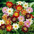 KIRA SEEDS Dahlia STF9 Funny Guys Mix Annual Flowers for Planting