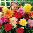 KIRA SEEDS Double DHF10 Dahlia Mix Annual Flowers for Planting