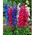 KIRA SEEDS - Seeds Blue Giant Larkspur - Tall Delphinium - Perennial ...