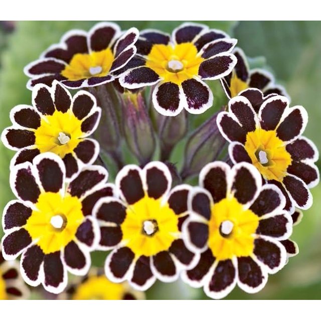 KIRA SEEDS Seeds DHF10 Evening Primrose Gold Laced Primula