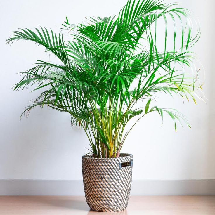 KIRA SEEDS Seeds DHF10 Parlor Palm Chamaedorea Growing Indoor