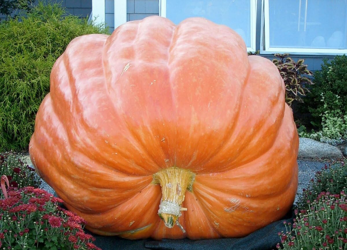 Seeds Giant Pumpkin